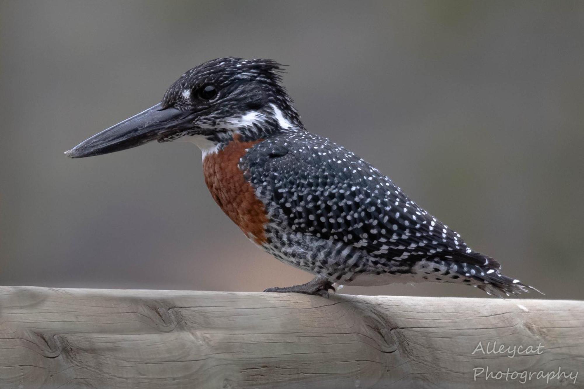 Avoca River Cabins アッド エクステリア 写真